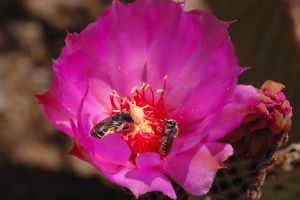 Desert Botanical Garden Grounds - Bees and Flowers