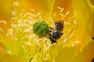 Desert Botanical Garden Grounds - Bees and Flowers