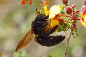 Desert Botanical Garden Grounds - Bees and Flowers