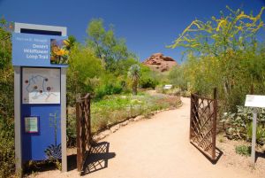 Desert Botanical Garden Grounds