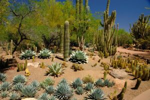 Desert Botanical Garden Grounds