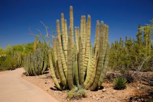 Desert Botanical Garden Grounds