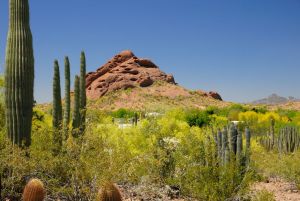 Desert Botanical Garden Grounds