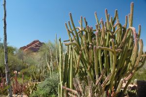 Desert Botanical Garden