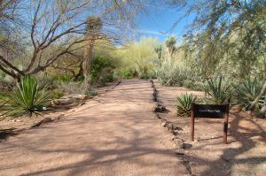 Desert Botanical Garden Grounds