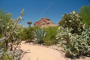 Desert Botanical Garden Grounds