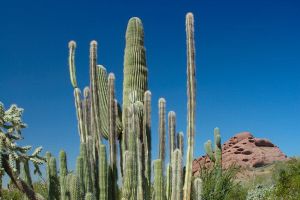 Desert Botanical Garden Grounds