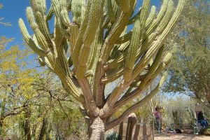 Desert Botanical Garden Grounds