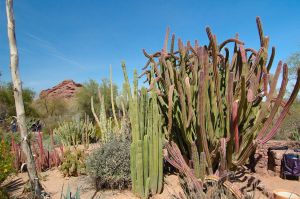 Desert Botanical Garden Grounds