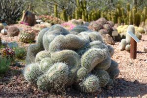 Desert Botanical Garden Grounds