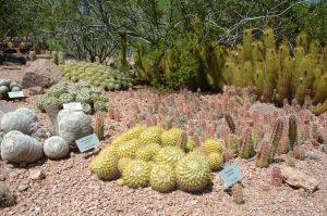 Desert Botanical Garden Grounds