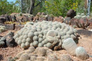 Desert Botanical Garden Grounds