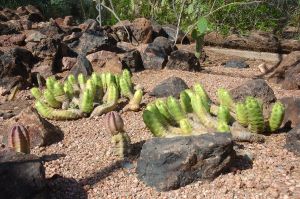 Desert Botanical Garden Grounds