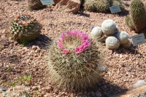 Desert Botanical Garden Grounds