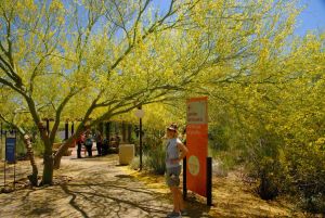 Desert Botanical Garden Grounds - In Bloom