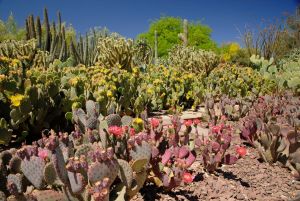 Desert Botanical Garden Grounds - In Bloom