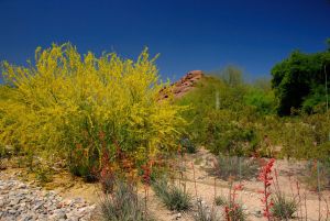 Desert Botanical Garden Grounds - In Bloom