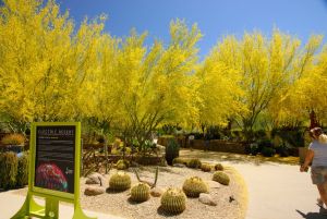 Desert Botanical Garden Grounds - In Bloom