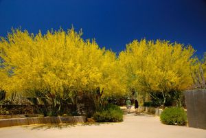 Desert Botanical Garden Grounds - In Bloom