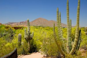 Desert Botanical Garden Grounds - In Bloom