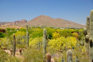 Desert Botanical Garden Grounds - In Bloom