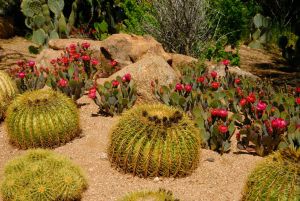 Desert Botanical Garden Grounds - In Bloom