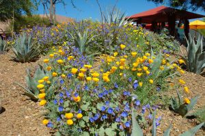 Desert Botanical Garden Grounds - In Bloom