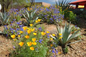 Desert Botanical Garden Grounds - In Bloom