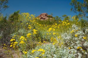 Desert Botanical Garden Grounds - In Bloom