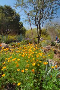 Desert Botanical Garden Grounds - In Bloom