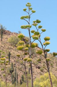 Desert Botanical Garden Grounds - In Bloom