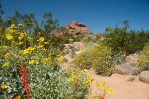 Desert Botanical Garden Grounds - In Bloom