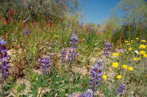 Desert Botanical Garden Grounds - In Bloom