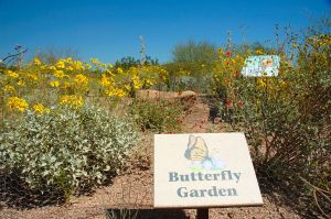 Desert Botanical Garden Grounds - In Bloom