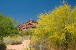 Desert Botanical Garden Grounds - In Bloom