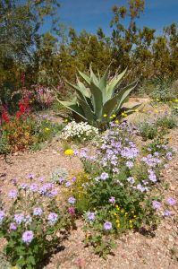 Desert Botanical Garden Grounds - In Bloom