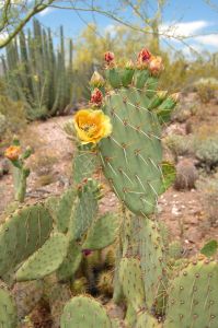 Desert Botanical Garden Grounds - In Bloom