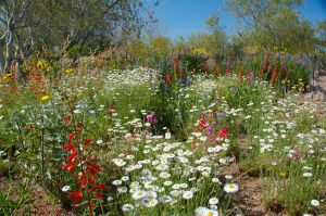 Desert Botanical Garden Grounds - In Bloom