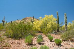 Desert Botanical Garden Grounds - In Bloom