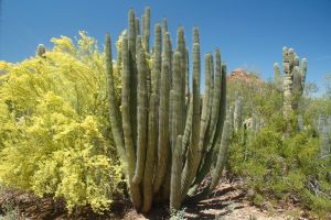 Desert Botanical Garden Grounds - In Bloom