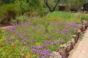 Desert Botanical Garden Grounds - In Bloom