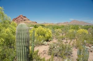 Desert Botanical Garden Grounds - In Bloom