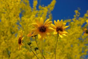 Desert Botanical Garden Grounds - In Bloom