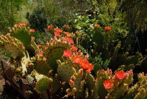 Desert Botanical Garden Grounds - In Bloom