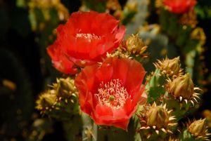 Desert Botanical Garden Grounds - In Bloom