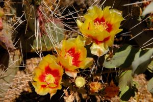 Desert Botanical Garden Grounds - In Bloom