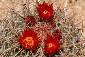 Desert Botanical Garden Grounds - In Bloom