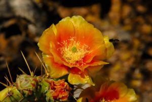 Desert Botanical Garden Grounds - In Bloom