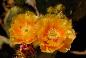 Desert Botanical Garden Grounds - In Bloom