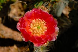 Desert Botanical Garden Grounds - In Bloom